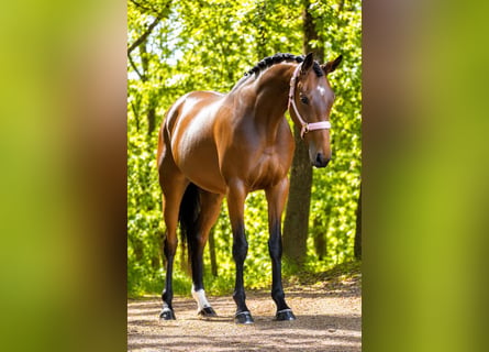 Autres races, Jument, 4 Ans, 160 cm, Bai