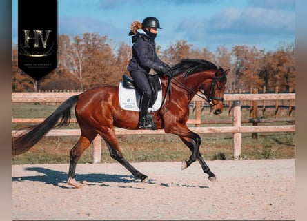 Autres races, Jument, 4 Ans, 163 cm, Bai