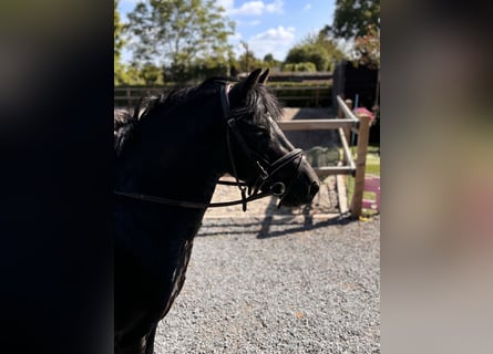 Autres races Croisé, Jument, 5 Ans, 126 cm, Bai brun foncé