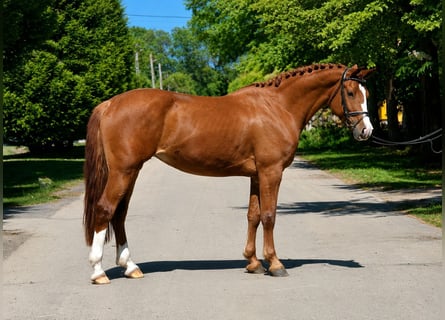 Autres races, Jument, 5 Ans, 153 cm