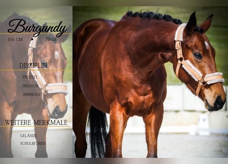 Autres races, Jument, 5 Ans, 155 cm, Bai