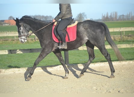 Autres races, Jument, 5 Ans, 156 cm