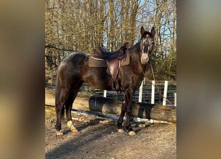 Autres races, Jument, 5 Ans, 156 cm