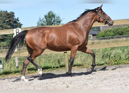 Autres races, Jument, 5 Ans, 158 cm, Bai cerise