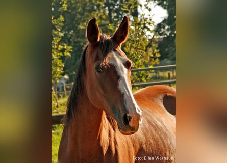 Autres races, Jument, 5 Ans, 161 cm, Sabino