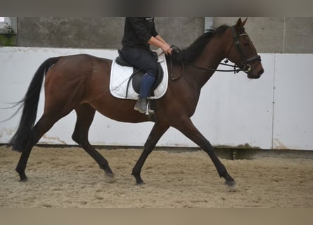 Autres races, Jument, 5 Ans, 162 cm, Bai brun