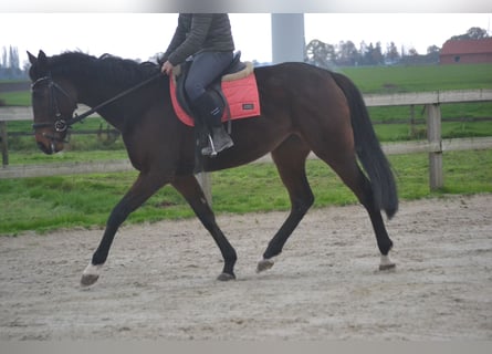 Autres races, Jument, 5 Ans, 163 cm, Bai brun