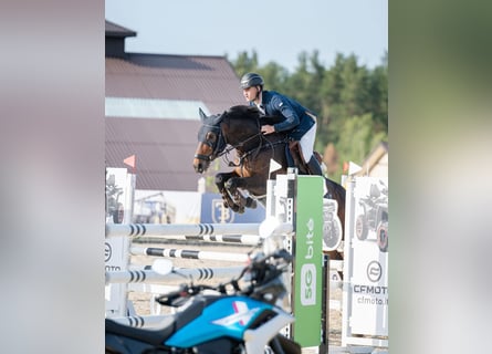 Autres races, Jument, 5 Ans, 165 cm, Bai cerise