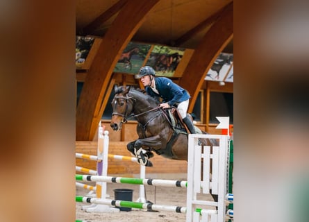 Autres races, Jument, 5 Ans, 165 cm, Bai cerise