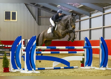 Autres races, Jument, 5 Ans, 168 cm, Bai brun