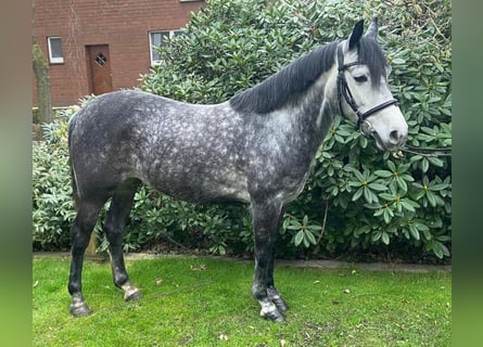 Chevaux de loisir Gris pommele achat et vente ehorses