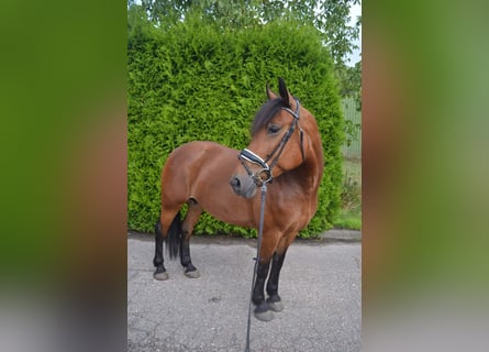 Autres races, Jument, 6 Ans, 150 cm, Bai brun