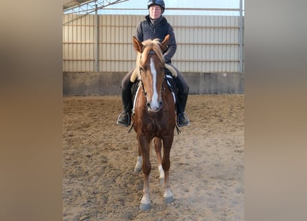 Autres races, Jument, 6 Ans, 153 cm, Alezan