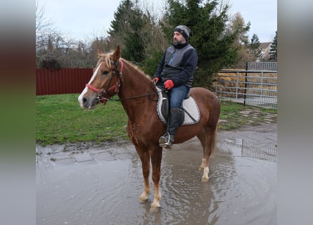 Autres races, Jument, 6 Ans, 154 cm, Alezan