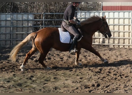 Autres races, Jument, 6 Ans, 154 cm, Alezan