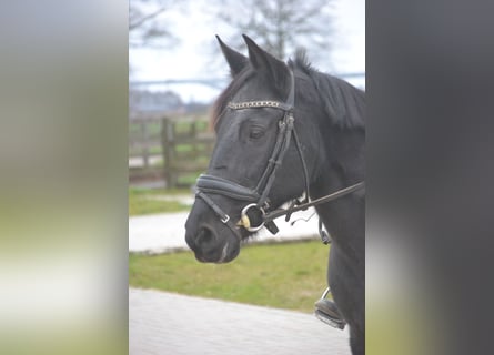 Autres races, Jument, 7 Ans, 145 cm, Noir