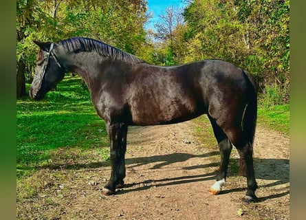 Autres races, Jument, 7 Ans, 145 cm, Noir