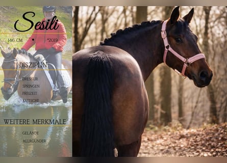 Autres races, Jument, 7 Ans, 146 cm, Bai