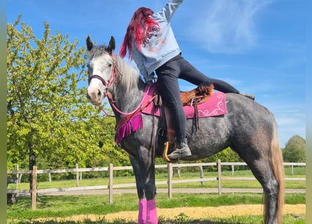 Autres races, Jument, 7 Ans, 155 cm, Gris pommelé