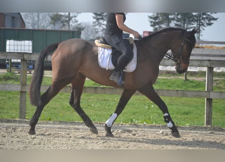 Autres races, Jument, 7 Ans, 160 cm, Bai