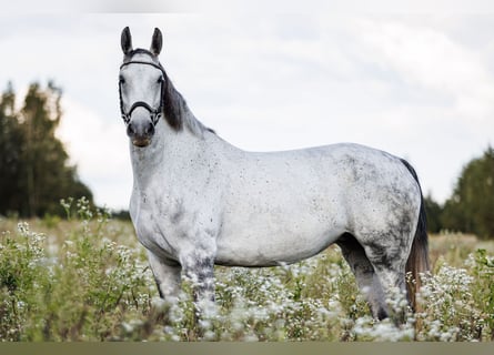 Autres races Croisé, Jument, 7 Ans, 160 cm, Gris