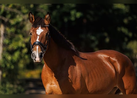 Autres races Croisé, Jument, 8 Ans, 155 cm, Bai cerise