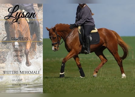 Autres races, Jument, 8 Ans, 157 cm, Alezan