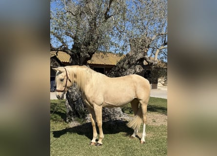 Autres races, Jument, 8 Ans, 160 cm, Palomino