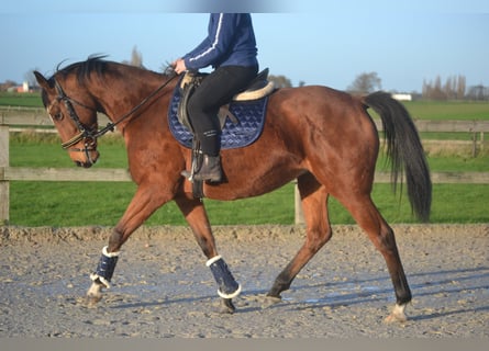 Autres races, Jument, 8 Ans, 165 cm, Bai