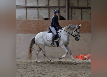 Autres races, Jument, 8 Ans, 165 cm, Gris