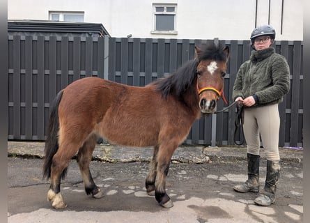 Autres races, Jument, 9 Ans, 116 cm, Bai