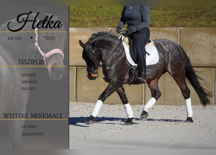 Autres races, Jument, 9 Ans, 152 cm, Rouan Bleu