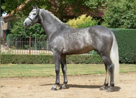 Holstein, Stallion, 9 years, 16,1 hh, Grey