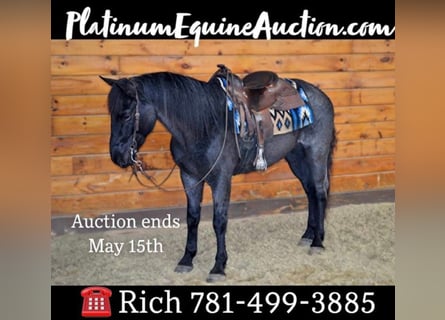 Azteca, Castrone, 9 Anni, 152 cm, Roano blu
