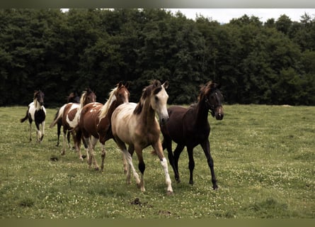 Azteca, Gelding, 1 year