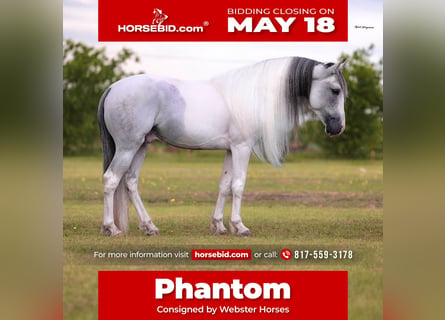 Azteca, Gelding, 7 years, Grey