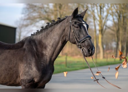 Azteca Mix, Giumenta, 15 Anni, 147 cm, Morello