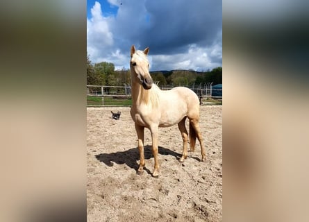 Azteca, Giumenta, 2 Anni, 158 cm, Palomino