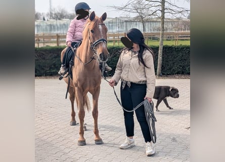 Azteca Mix, Giumenta, 5 Anni, 146 cm, Sauro