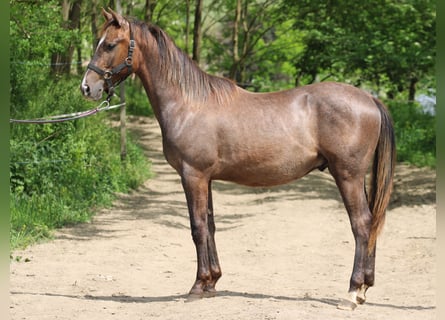 Azteca, Hengst, 1 Jaar, 125 cm, Schimmel