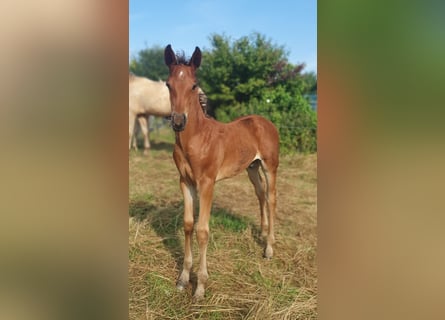 Azteca, Hengst, 1 Jaar, 160 cm, Bruin