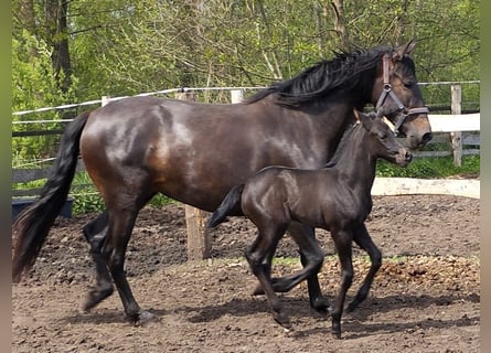 Azteca Mix, Hengst, 1 Jaar, 160 cm, Zwartbruin