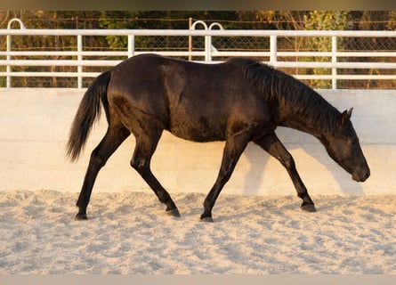 Azteca, Hengst, 1 Jaar, Zwart