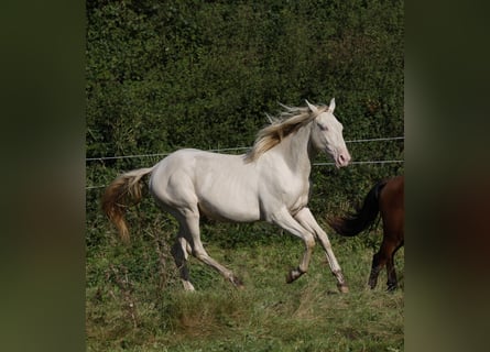 Azteca, Hengst, 2 Jahre, 165 cm, Perlino