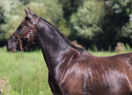 Azteca, Hengst, 3 Jahre, 154 cm, Rappe