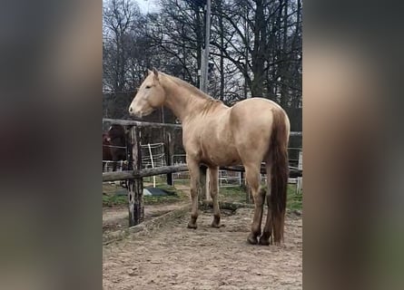 Azteca, Hengst, 4 Jaar, 162 cm, Champagne