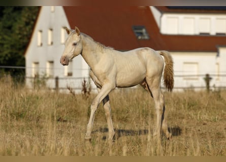 Azteca, Hengst, Fohlen (05/2026), 165 cm, Pearl