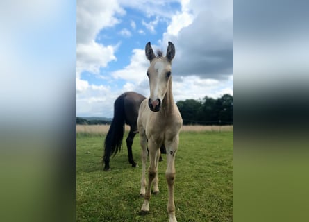 Azteca, Hengst, veulen (05/2024), 158 cm, Buckskin