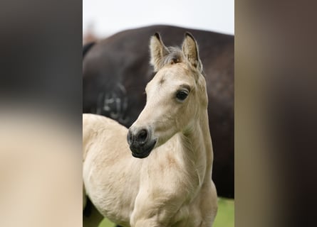 Azteca, Hengst, veulen (05/2024), 160 cm, Buckskin