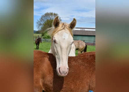 Azteca, Hingst, 1 år, 165 cm, Perlino